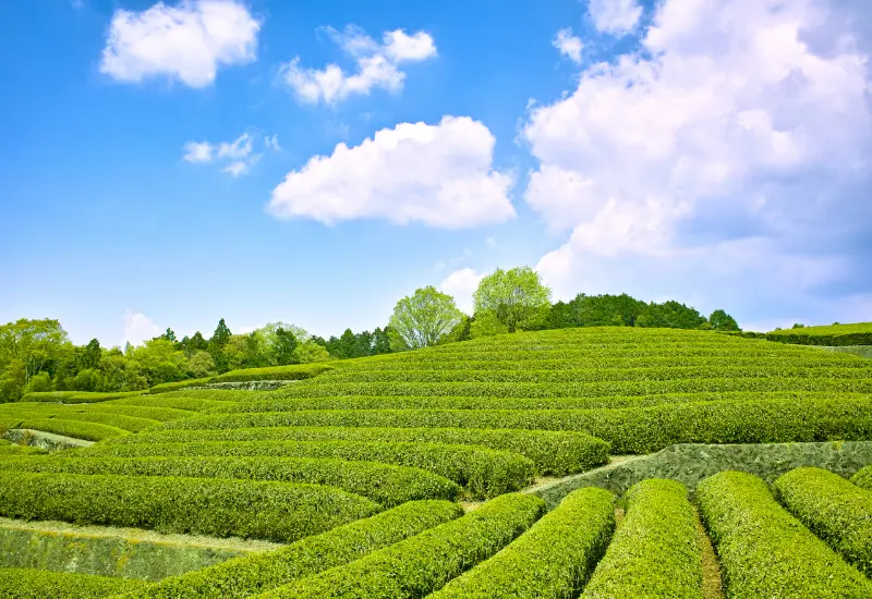 海岸がすぐそばの海が見える茶園！